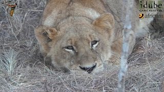 LIONS: Following The Pride 48: Loss Of A Cub To Hyenas?