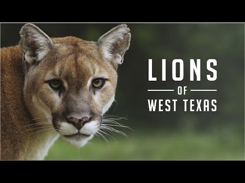 download lagu mp3 mp4 Panthers In Texas, download lagu Panthers In Texas gratis, unduh video klip Panthers In Texas