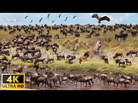 The World's Greatest Migration from Tanzania to Kenya