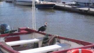 preview picture of video 'Alcoutim & Sanlúcar de Guadiana'