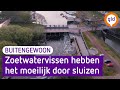 Zoetwatervissen hebben het moeilijk door de vele sluizen en gemalen - BuitenGewoon