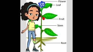🌱Explore the Amazing Parts of a Plant! | Roots, Stems, Leaves & Flowers Explained🌸