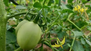 Cách trồng, chăm sóc cây cà chua – thu hoạch quả quanh năm