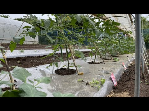 つる性トマト: これらは最高の品種です