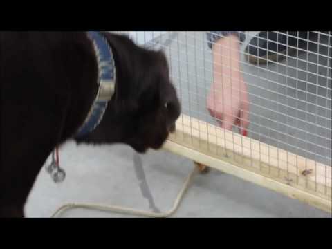 Im Clever Dog Lab 2015-11-25 (6)
