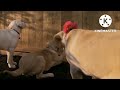 Moose Farts