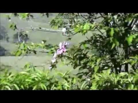 Chorar, orar e alegrar-se em Deus, assim fez Ana.