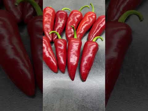 Jalapeno Tiger chili pepper