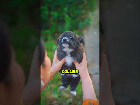 Ce Petit Chien Donne Une Leçon À Une Voleuse