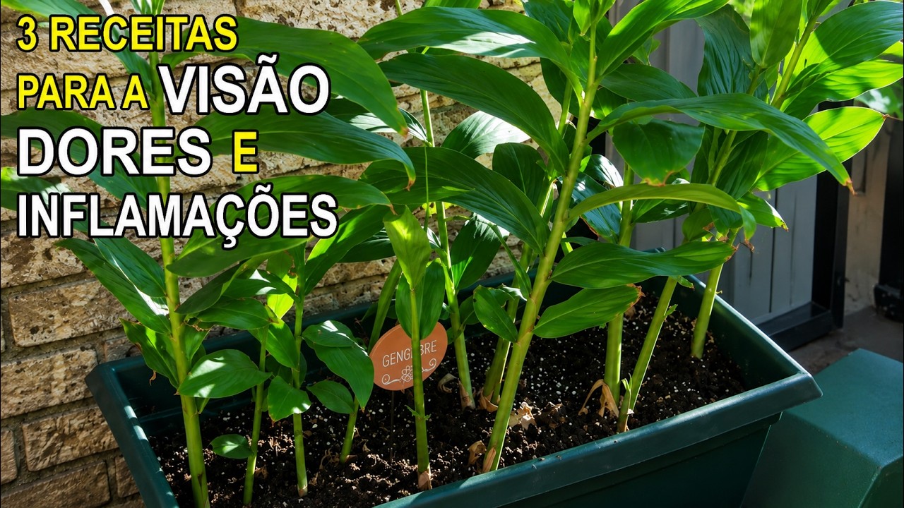 Limpa os OLHOS, Acaba com DORES e INFLAMAÇÕES no Corpo... (3 Receitas) 💝 MARILENE SARAH FIALHO