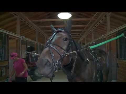 Donatomite - 2015 Hambletonian Contender