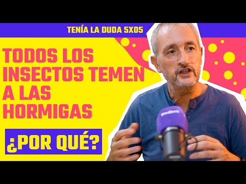 ¿Qué pasa cuando MUERE LA HORMIGA REINA? ¿Por qué una es reina y otra no?