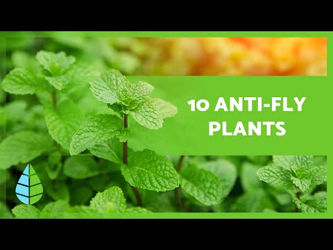 10 PLANTS to KEEP FLIES AWAY 🦟❌ (Indoors and Outdoors)