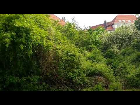 Gesang der Nachtigall