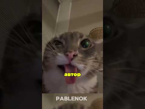 самый старый кот в мире? опять фейки! Кот на заброшке? Сразу к делу! #кот #мем
