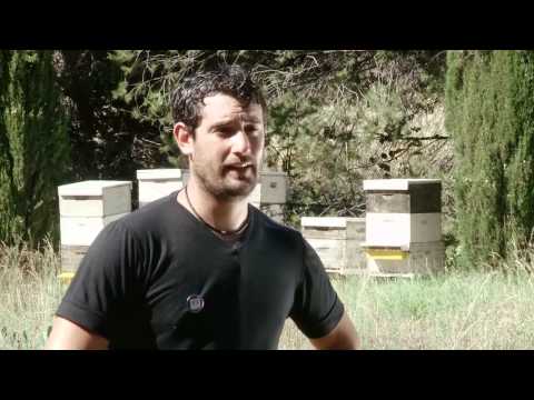 Colmenas con doble reina