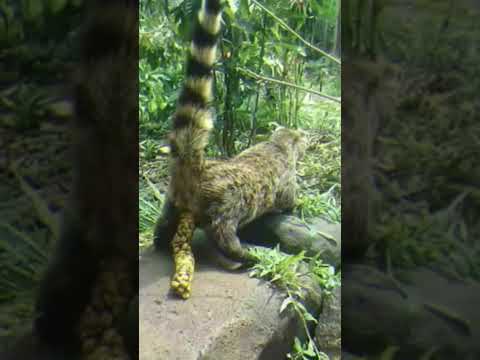 , title : 'El café más caro del mundo está hecho de excremento de un animal 🤯#shorts  #sorprendente #sabiasque'