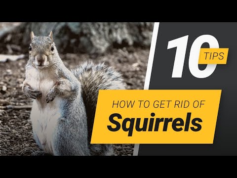 YouTube video about: What scent do squirrels hate?