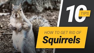 How To Get Rid Of Squirrels?