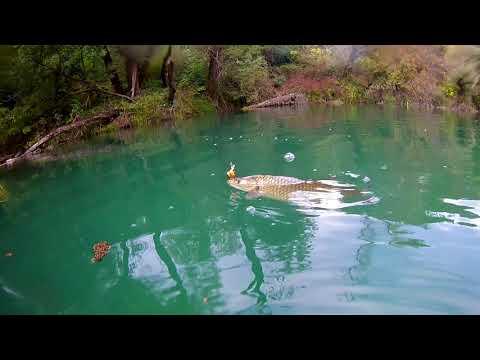 Spinning for Big Chub