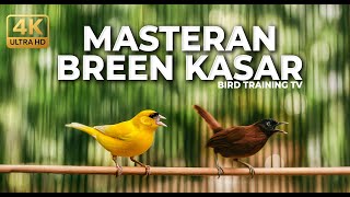 Download lagu 🔴 Live Tepus Kepala Abu Abu Gacor Sambung Kenari Gacor Tembakan Cigun Breen Masteran Murai Terbaik mp3 Download lagu 🔴 Live Tepus Kepala Abu Abu Gacor Sambung Kenari Gacor Tembakan Cigun Breen Masteran Murai Terbaik mp3