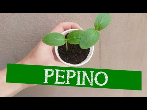 , title : 'COMO GERMINAR SEMENTES DE PEPINO'