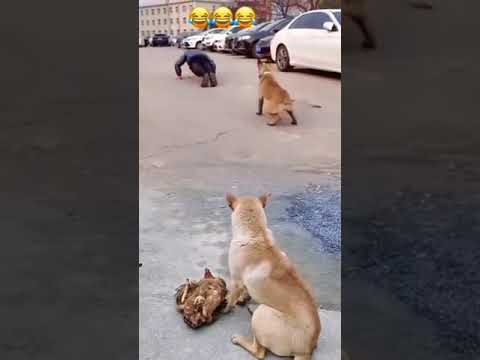 funny dog dance #dog #funny #reel #shorts #dogs