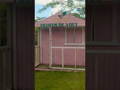 Cultivos Frescos Humacao PR 🇵🇷 #humacao