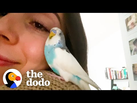 This Woman Finds An Abandoned Parakeet In New York City | The Dodo Soulmates