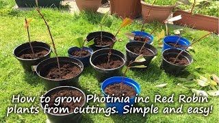 How to grow and root Photinia plants including Red Robin from cuttings