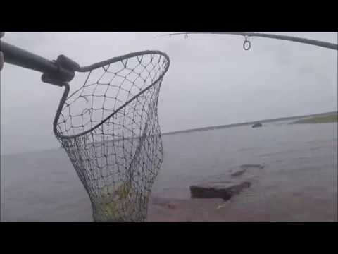 Markus Kalassa - Merikalastus 2018 Kalastusreissu Harriniemeen 19.6.2018