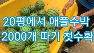 애플수박 20에서 2000개따기 첫수확~애플흙수박,망고수박,참외,잘익은수박 고르는방법,전원일기 인간극장.주말…