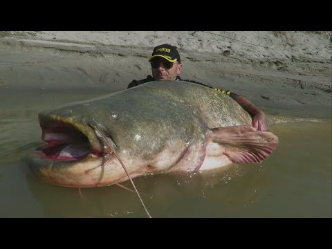 World record catfish