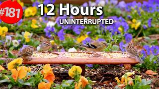 Videos for Cats to Watch 😻 Best of Uninterrupted CatTV 2024 🐦 12 Hour Compilation of Birds @LensMyth