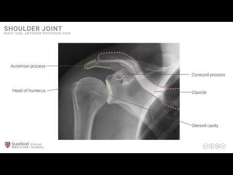 Anatomy of the Upper Limb: Osteology of the Shoulder Region and Shoulder Joint