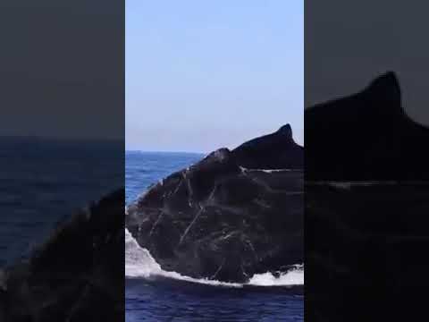 https://youtu.be/QOEGIHW1lQ4 Impresionante Ballenas Jorobadas,se detienen en el Malecon de Cabrera en su Trayectori...