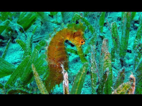 Diving Egypt Dahab - Duiken Egypte Dahab - Highlights of a week diving