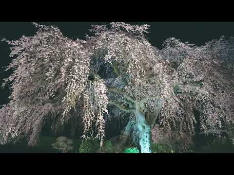 五ヶ瀬町のしだれ桜【2024春】