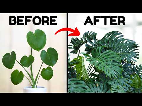 If I Only Knew These Monstera Tips 5 Years Ago