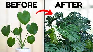If I Only Knew These Monstera Tips 5 Years Ago
