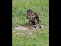 Eagle Eating Snake Alive
