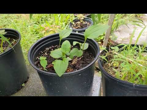 How to Grow Echinacea purpurea, aka Purple Coneflower