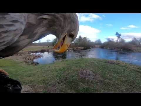 🦅 Sortørn vs. Havørn – to mestre i luften! 🦅