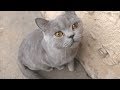 Gray Cat Meow And Little Puppies So Hungry