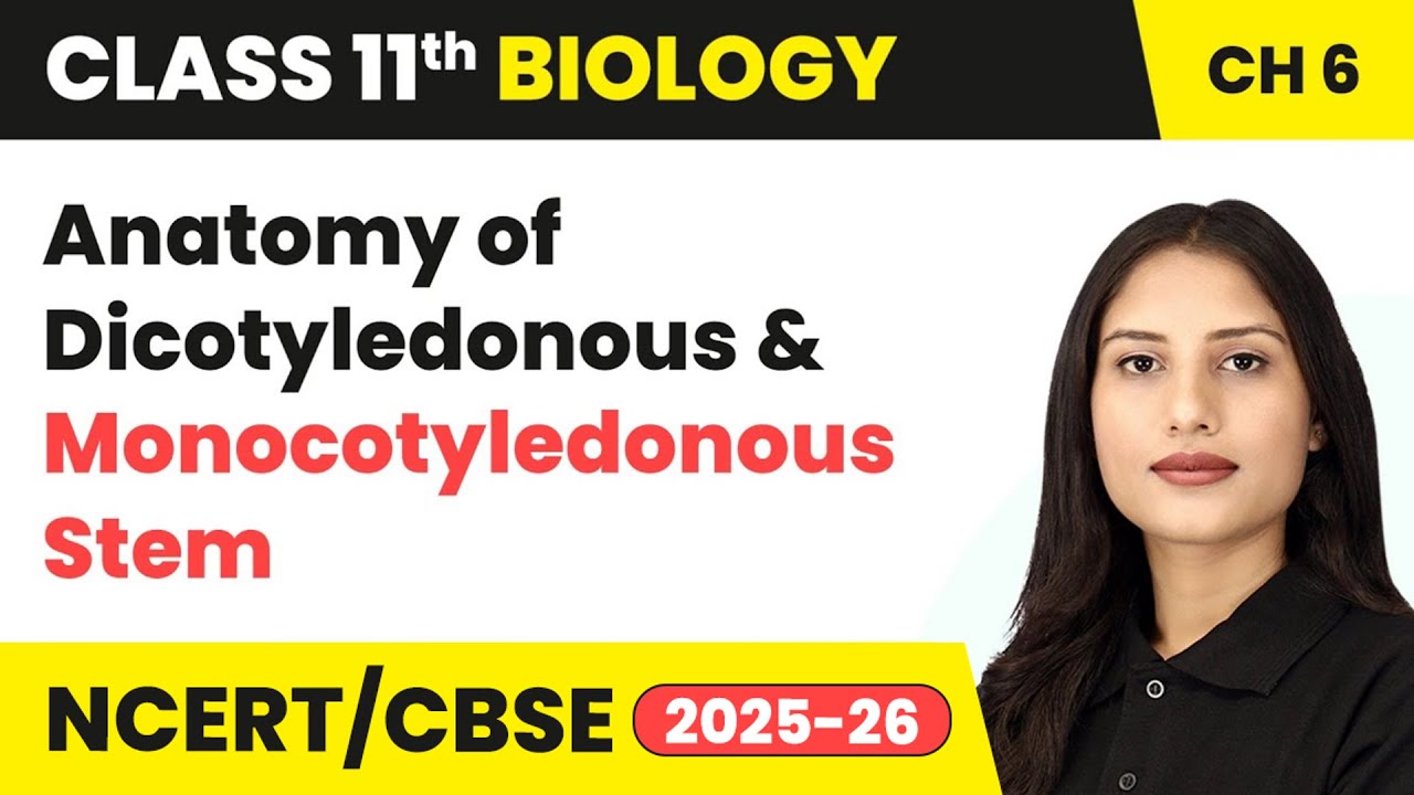 Anatomy of Dicotyledonous and Monocotyledonous Stem | Class 11 Biology Chapter 6 | CBSE 2024-25