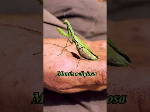 Mantis religiosa