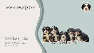 Goldie x Nash's Micro Bernedoodle Puppies | Down Home Doodle — 5week old update