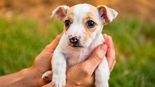 Tiny Abandoned Puppy Becomes the Happiest Dog After Being Rescued