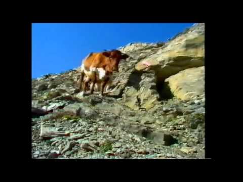 Orig. fid. Mölltaler - Es ziehen Rinderherden