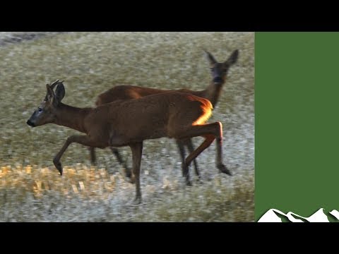Roy calls bucks… and vermin Roy calls bucks… and vermin
